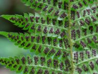 Dryopteris braunii Söderåsens nationalpark, Svalöv, Skåne, Sweden 20150723_0043