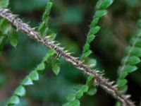 Dryopteris braunii Söderåsens nationalpark, Svalöv, Skåne, Sweden 20150723_0044