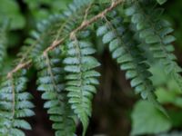 Dryopteris braunii Söderåsens nationalpark, Svalöv, Skåne, Sweden 20150723_0045