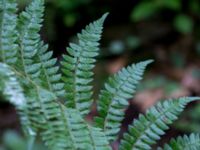 Dryopteris braunii Söderåsens nationalpark, Svalöv, Skåne, Sweden 20150723_0046