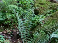 Dryopteris braunii Söderåsens nationalpark, Svalöv, Skåne, Sweden 20150723_0048