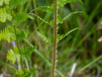 Dryopteris carthusiana Sularpskärret, Lund, Skåne, Sweden 20230603_0051