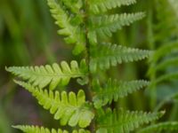 Dryopteris carthusiana Sularpskärret, Lund, Skåne, Sweden 20230603_0052