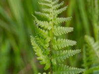 Dryopteris carthusiana Sularpskärret, Lund, Skåne, Sweden 20230603_0053