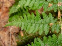 Dryopteris carthusiana Tjolöholm, Kungsbacka, Halland, Sweden 20190716_0263