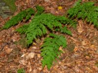 Dryopteris carthusiana Tjolöholm, Kungsbacka, Halland, Sweden 20190716_0267