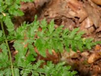 Dryopteris carthusiana Tjolöholm, Kungsbacka, Halland, Sweden 20190716_0269