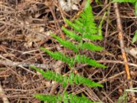 Dryopteris carthusiana Toarp, Malmö, Skåne, Sweden 20200620_0077