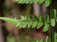 Dryopteris carthusiana Toarp, Malmö, Skåne, Sweden 20200620_0086