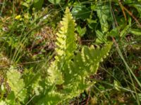 Dryopteris cristata Hunneröds mosse, Skurup, Skåne, Sweden 20170713_0096