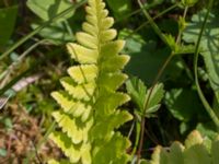 Dryopteris cristata Hunneröds mosse, Skurup, Skåne, Sweden 20170713_0097