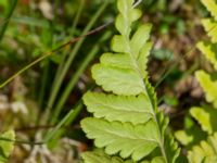 Dryopteris cristata Hunneröds mosse, Skurup, Skåne, Sweden 20170713_0098