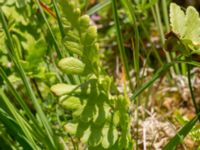 Dryopteris cristata Hunneröds mosse, Skurup, Skåne, Sweden 20170713_0099