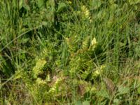 Dryopteris cristata Hunneröds mosse, Skurup, Skåne, Sweden 20170713_0101