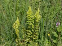 Dryopteris cristata Hunneröds mosse, Skurup, Skåne, Sweden 20170713_0102