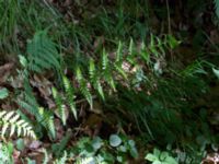 Dryopteris cristata Hunneröds mosse, Svedala, Skåne, Sweden 20170620_0001