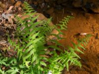 Dryopteris dilatata Kulla Gunnarstorp, Helsingborg, Skåne, Sweden 20150515_0316