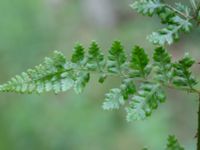 Dryopteris dilatata Toarp, Malmö, Skåne, Sweden 20200620_0089