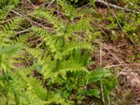 Dryopteris expansa Nordkalottenleden Baktajavri-Pålnostugan-Boarrasacohkka, Kiruna, Torne lappmark, Lappland, Sweden 20150708_0831