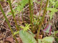 Dryopteris expansa Nordkalottenleden Baktajavri-Pålnostugan-Boarrasacohkka, Kiruna, Torne lappmark, Lappland, Sweden 20150708_0832