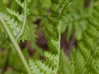 Dryopteris expansa Nordkalottenleden Baktajavri-Pålnostugan-Boarrasacohkka, Kiruna, Torne lappmark, Lappland, Sweden 20150708_0833