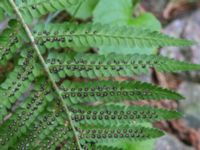 Dryopteris filix-mas Övedsgården, Sjöbo, Skåne, Sweden 20160714_0138