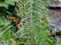 Dryopteris filix-mas Augustas torp, 1.3 km NW Änglarp, Hässleholm, Skåne, Sweden 20180711_0273