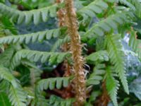 Dryopteris filix-mas Augustas torp, 1.3 km NW Änglarp, Hässleholm, Skåne, Sweden 20180711_0274