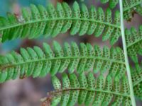 Dryopteris filix-mas Jockarp, Ryssberget, Sövesborg, Blekinge 20180808_0021