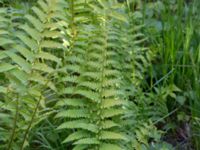 Dryopteris filix-mas Kalkugnen, Klagshamns udde, Malmö, Skåne, Sweden 20150524_0088