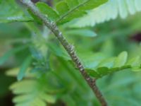 Dryopteris filix-mas Kalkugnen, Klagshamns udde, Malmö, Skåne, Sweden 20150524_0089