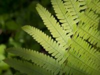 Dryopteris filix-mas Kalkugnen, Klagshamns udde, Malmö, Skåne, Sweden 20150524_0092