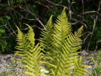 Dryopteris filix-mas Lertagsdammen, Klagshamns udde, Malmö, Skåne, Sweden 20170704_0108