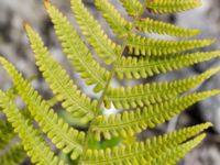 Dryopteris filix-mas Lertagsdammen, Klagshamns udde, Malmö, Skåne, Sweden 20170704_0109