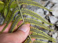 Dryopteris filix-mas Lertagsdammen, Klagshamns udde, Malmö, Skåne, Sweden 20170704_0110