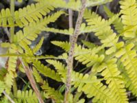 Dryopteris filix-mas Lertagsdammen, Klagshamns udde, Malmö, Skåne, Sweden 20170704_0112