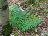 Dryopteris filix-mas Toarp, Malmö, Skåne, Sweden 20200620_0087