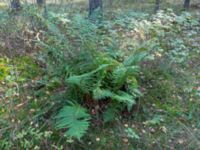 Dryopteris filix-mas Vombs fure, Lund, Skåne, Sweden 20141004_0003