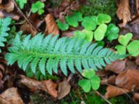 Polystichum aculeatum Havgårdsnäs, Hässleholm, Skåne, Sweden 20180826_0088