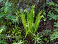 Polystichum lonchitis Nordkalottenleden Boarrasacohkka-Pålnostugan-Baktajavri, Torne lappmark, Lappland, Sweden 20150709_0766