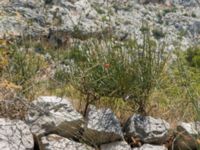 Ephedra fragilis ssp. campylopoda Botanical Garden Biokovo, Kotinica, Tucepi, Croatia 20170804_1760