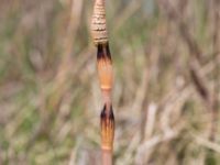 Equisetum arvense Klagshamns udde, Malmö, Skåne, Sweden 20140415_0019