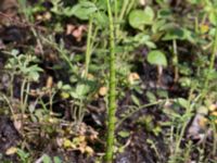 Equisetum arvense ssp. arvense Byåsabacken, Ramsåsa, Tomelilla, Skåne, Sweden 20170506_0042