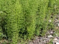 Equisetum arvense ssp. arvense Järnvägen mellan Saxgatan och Hammargatan, Mellersta hamnen, Malmö, Skåne, Sweden 20160525_0022