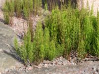 Equisetum arvense ssp. arvense Kulla Gunnarstorp, Helsingborg, Skåne, Sweden 20150515_0336