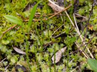 Equisetum arvense ssp. arvense Nordkalottenleden, Kiruna, Torne lappmark, Lappland, Sweden 20150708_0835