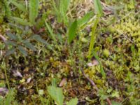 Equisetum arvense ssp. arvense Nordkalottenleden, Kiruna, Torne lappmark, Lappland, Sweden 20150708_0837