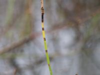 Equisetum fluviatile Damm Berga, Helsingborg, Skåne, Sweden 20161105_0014