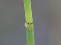 Equisetum fluviatile Damm Berga, Helsingborg, Skåne, Sweden 20161105_0016