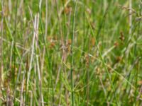 Equisetum fluviatile Toarpsdammen, Malmö, Skåne, Sweden 20190621_0083